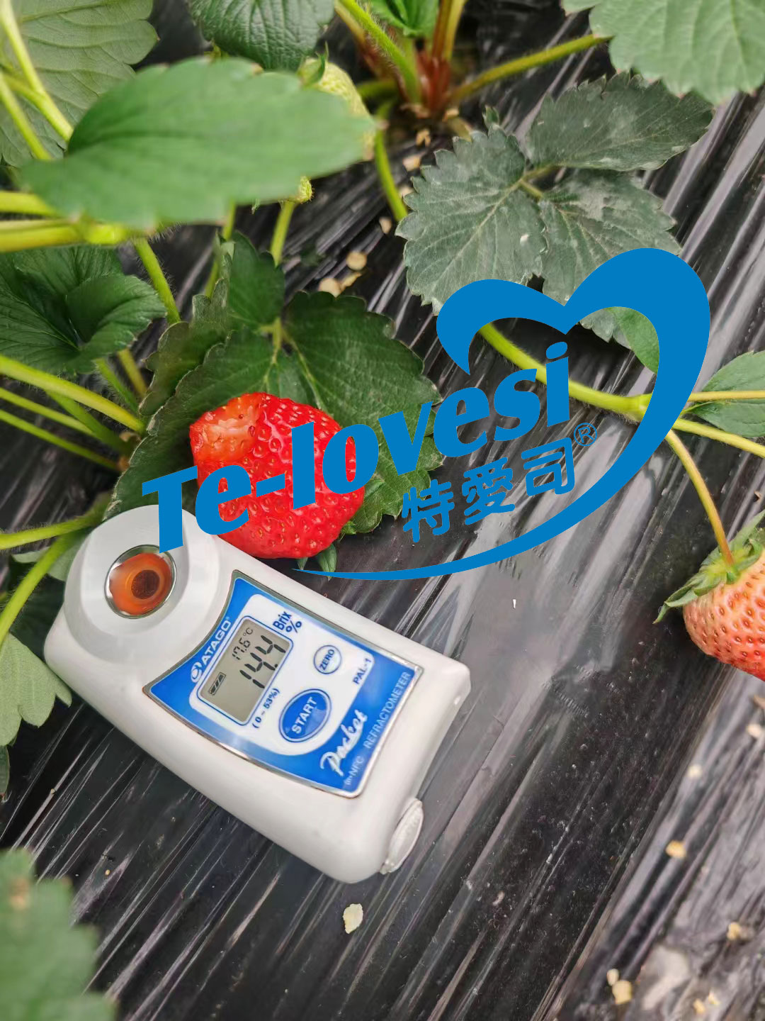 草莓甜度水印