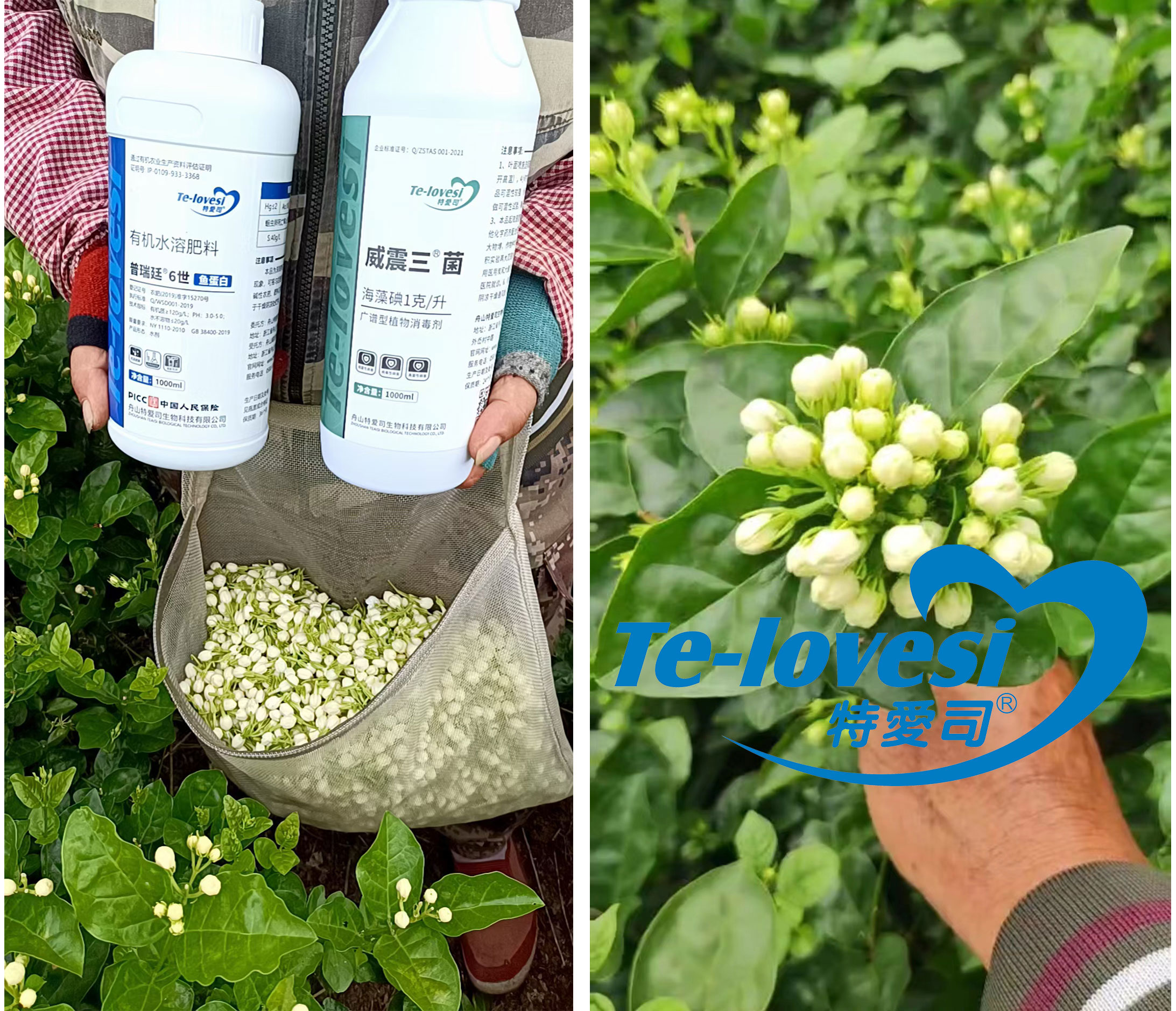 茉莉花拼