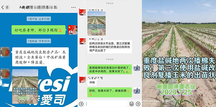 玉米盐碱地