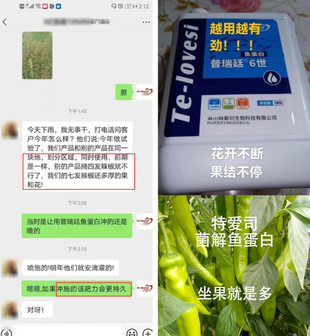 辣椒-模糊