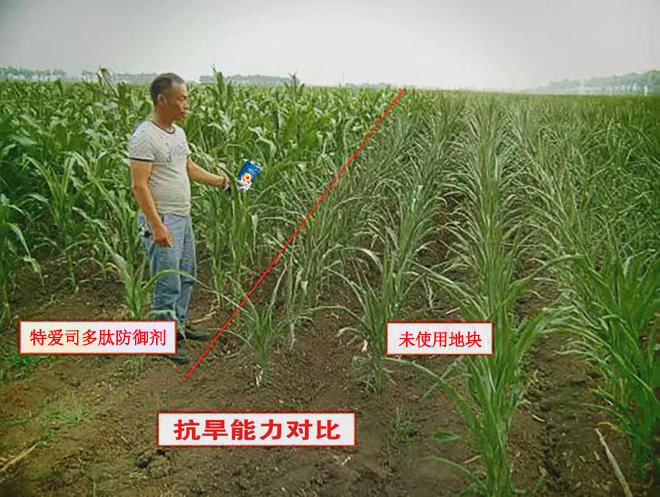 玉米