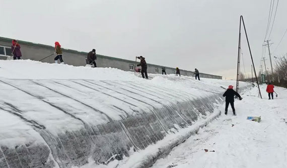 低温蓝色预警，最低降16℃以上，大棚蔬菜防寒保命攻略来了！